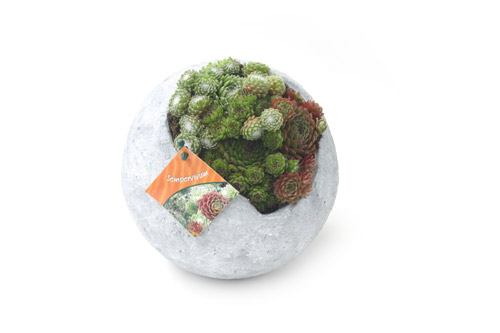 sempervivum